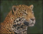 (image for) Jaguar - DS